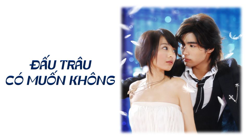 Đấu Trâu, Có Muốn Không